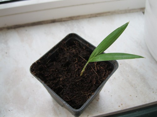 Macarthur palme ptychosperma - palme,
