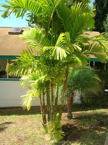 Macarthur palme ptychosperma - -,