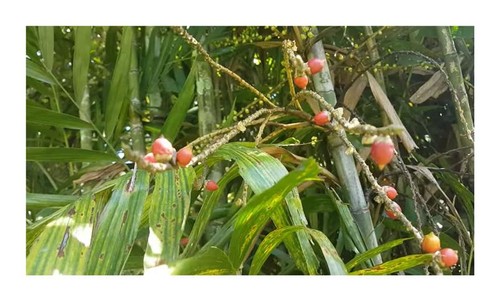 10x ptychosperma macarthurii - 10x,